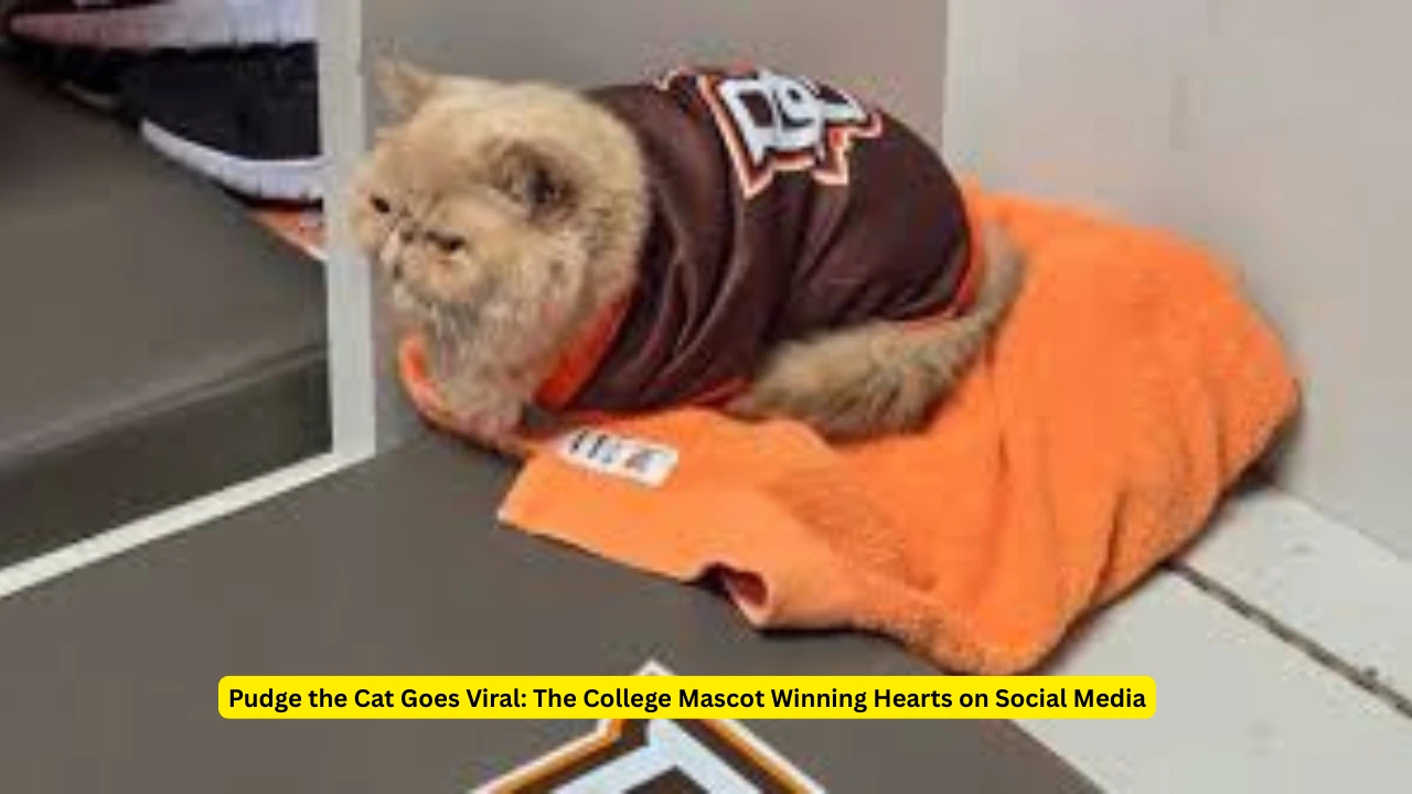 Pudge the Cat Goes Viral: The College Mascot Winning Hearts on Social Media 1 Pudge the Cat